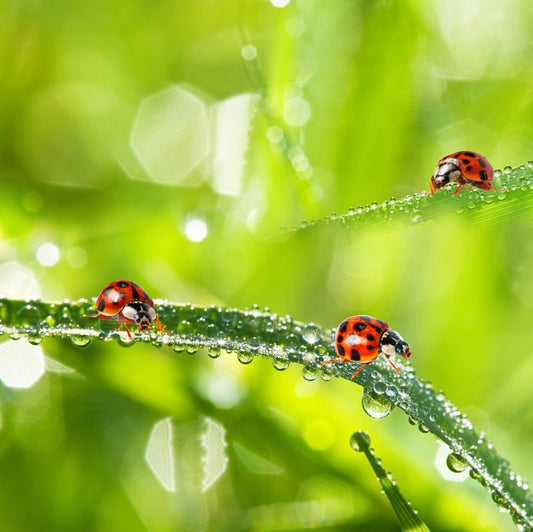 Insects