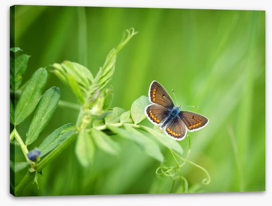 Butterflies
