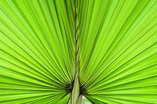 Vibrant palm