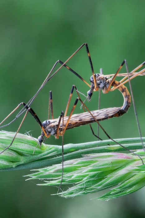 Insects