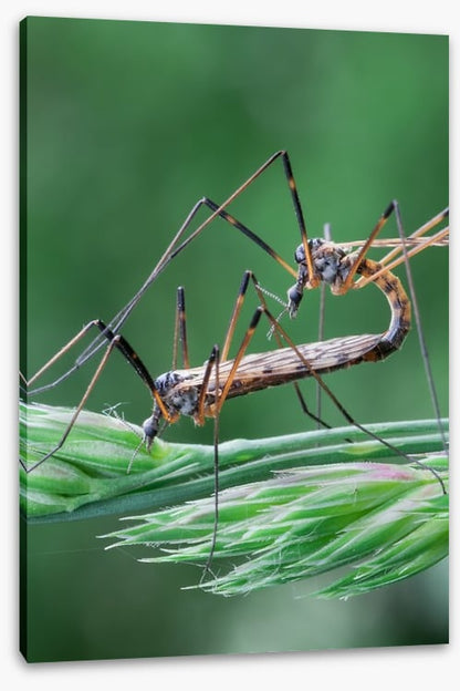 Insects