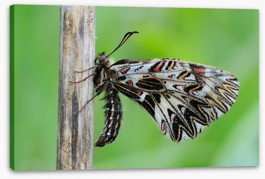 Insects