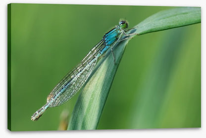 Insects