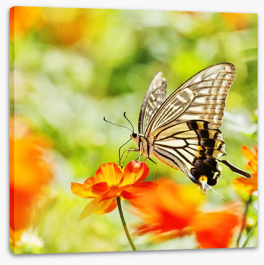 Butterflies