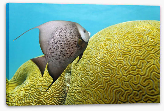 Fish / Aquatic