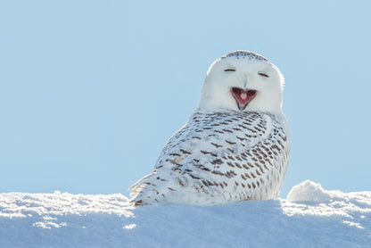 Smiling snowy owl