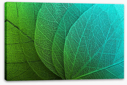 Macro leaves