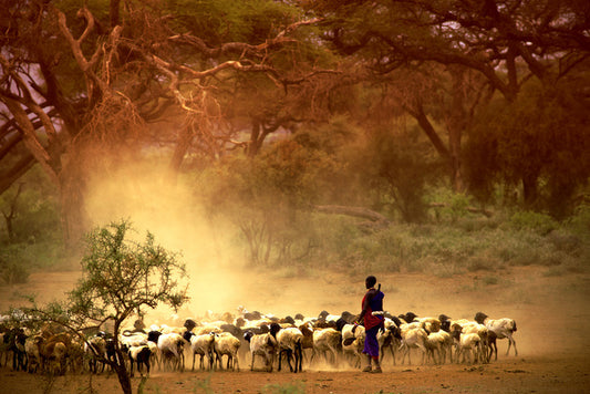 Herding the goats