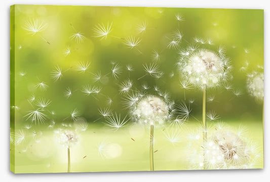 Blowball dandelions