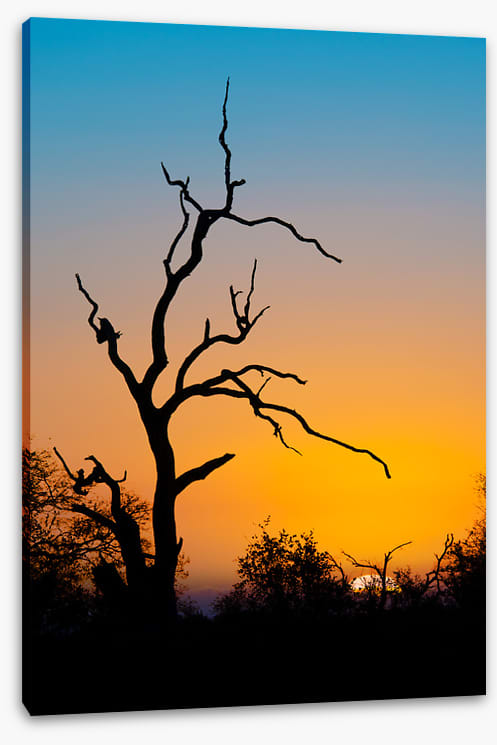 Trees