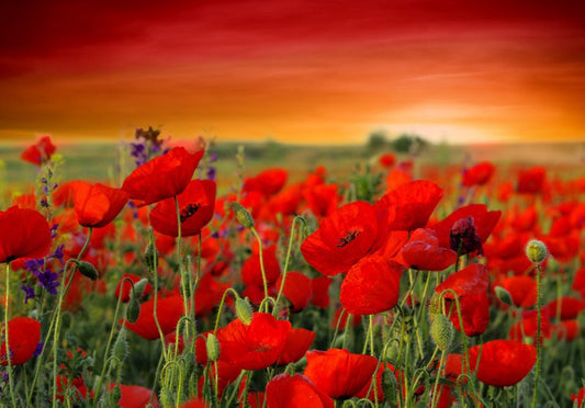 Scarlet red poppy field