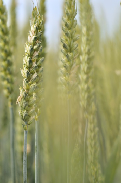 Agriculture