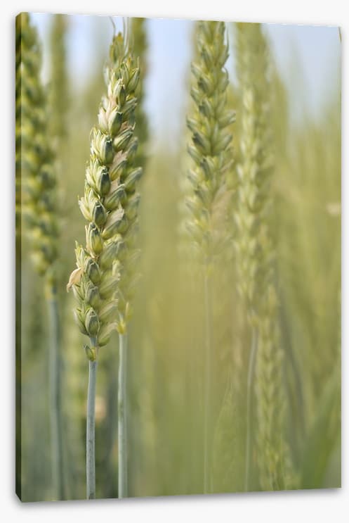 Agriculture