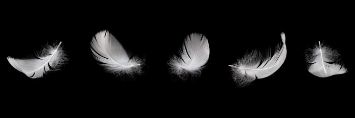 Five feathers