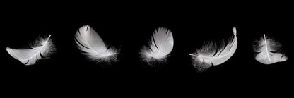 Five feathers