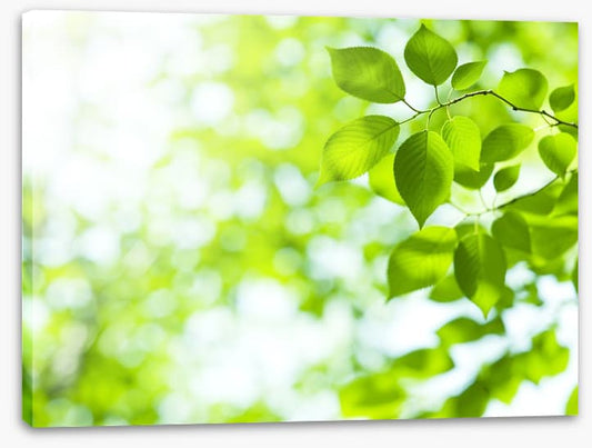 Viridian sunlight