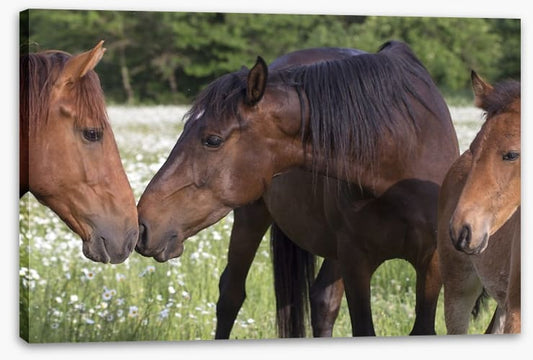A kiss on the nose