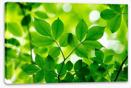 Spring leaves macro