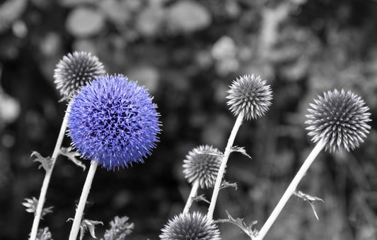 Purple chardon