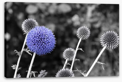 Purple chardon