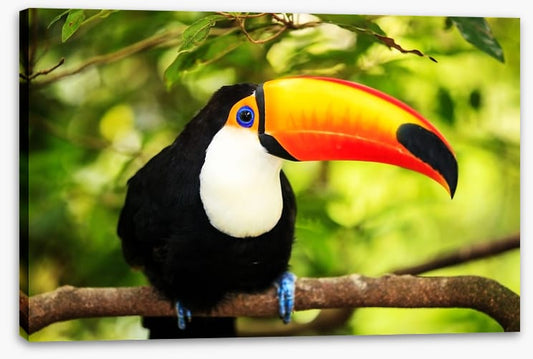Rainforest tucan
