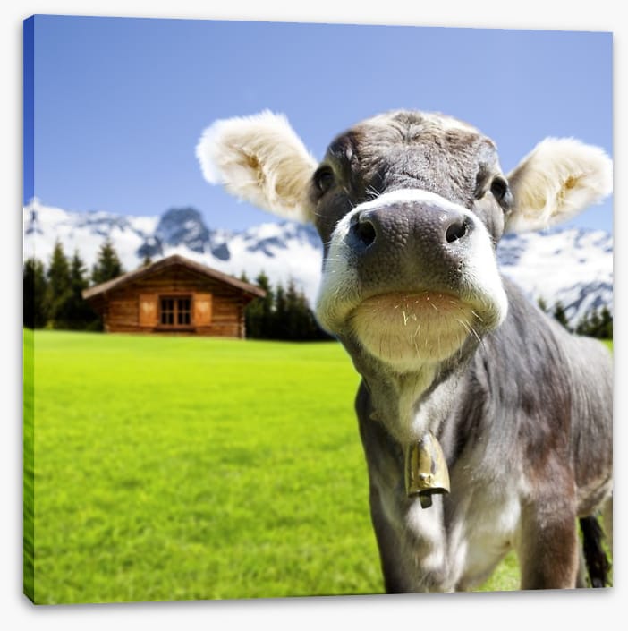 The dairy milk cow