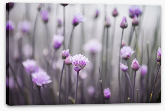 Flowering chives