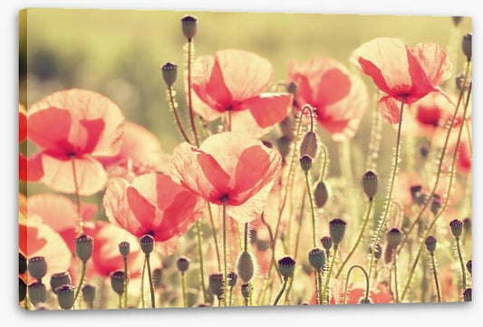 Poppy days
