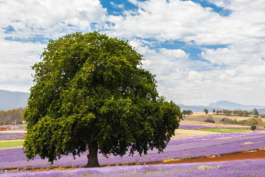Tree in the lavender field