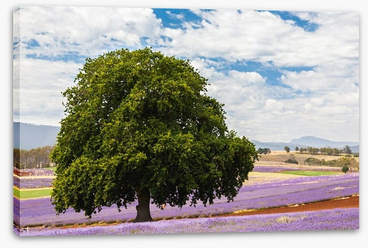 Tree in the lavender field