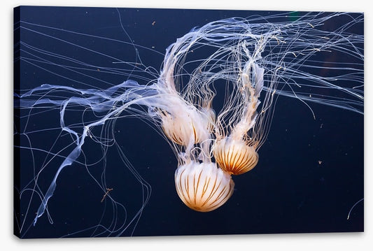 Three jellyfish