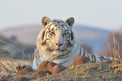 White tiger in the wild