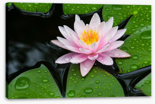 Floating lotus
