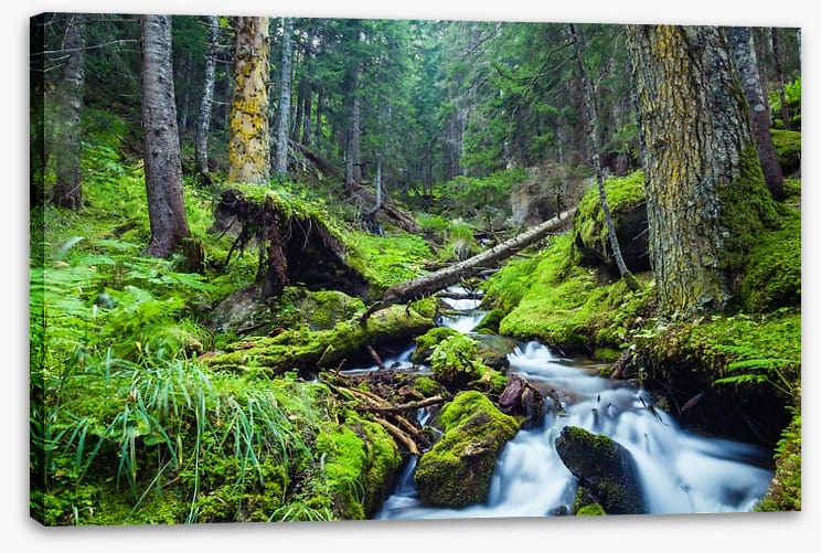 Vibrant forest stream
