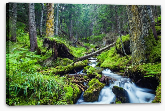 Vibrant forest stream