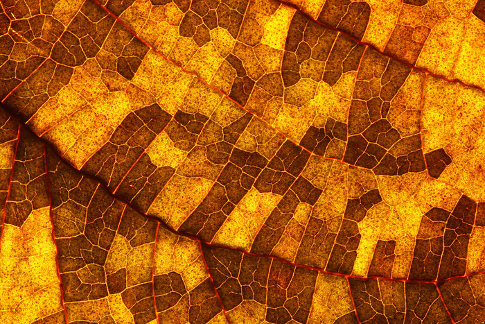 Skeleton leaf gold