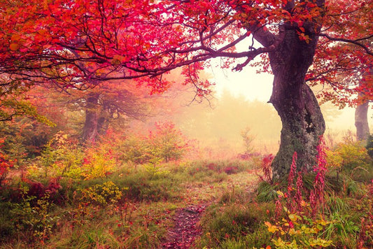 Under the scarlet tree