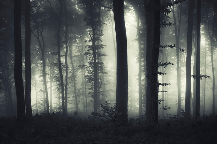 Foreboding forest