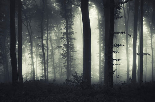 Foreboding forest