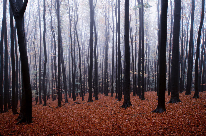Forests