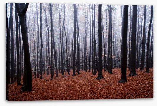Forests