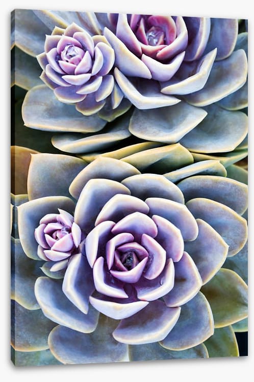 Purple tinged succulent