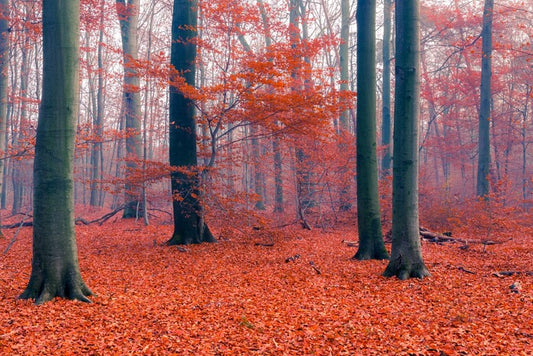 Misty Autumn forest