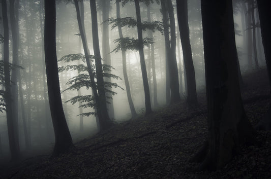 Forests