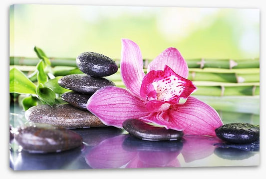Orchid attraction