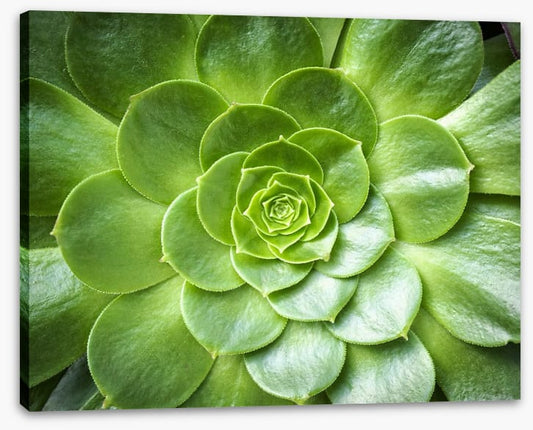 Tropical succulent
