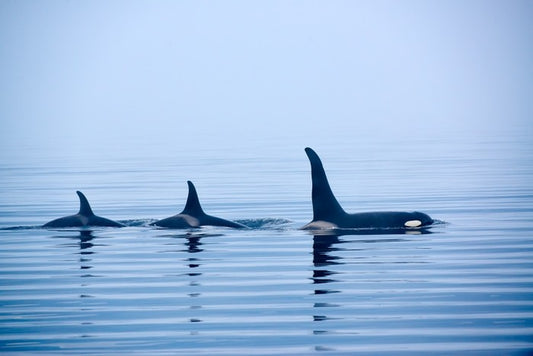 Fins in a pod