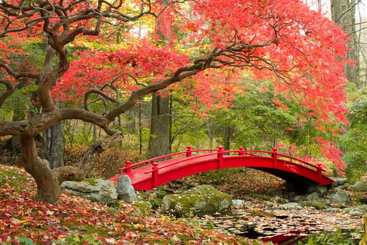 Red bridge in Autumn