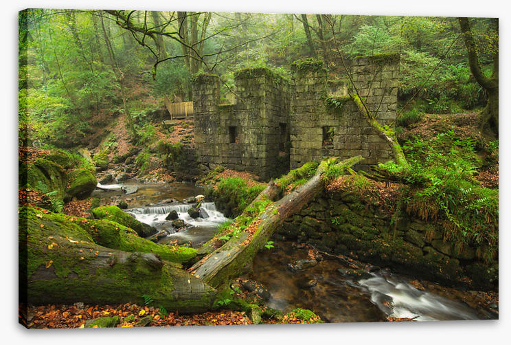 Forests