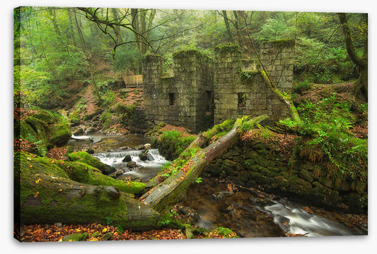 Forests